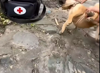 M2912032_Save dying puppy #rescuedog_part2