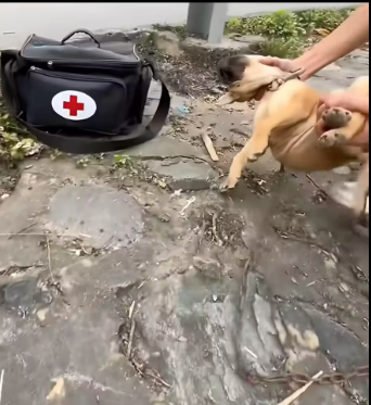 M2912032_Save dying puppy #rescuedog_part2