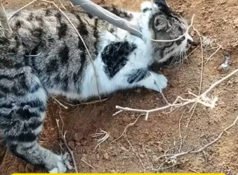 M2912034_Rescue wild cat has been trapped #animalrescue #rescuecat_part2