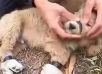 M2912035_Kasihan Anjingnya Diikat, dibuang, trus ada yang hampir tidak bisa d…_part2