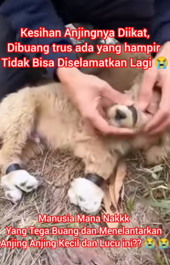 M2912035_Kasihan Anjingnya Diikat, dibuang, trus ada yang hampir tidak bisa d…_part2