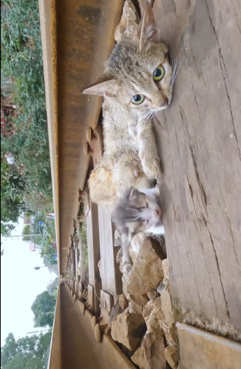 M2912037_Rescue family of cats #rescue #animals #animalsoftiktok #rescuecat_part2