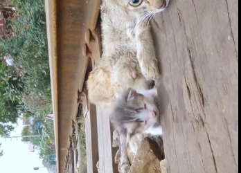 M2912037_Rescue family of cats #rescue #animals #animalsoftiktok #rescuecat_part2