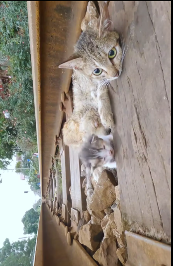 M2912037_Rescue family of cats #rescue #animals #animalsoftiktok #rescuecat_part2