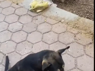 M2912039_#Saving dog death #fypシ #capcut_part2