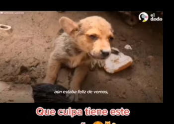 M2912040_Como pueden abandonar este pequeño. Porque hay personas sin corazón…_part2