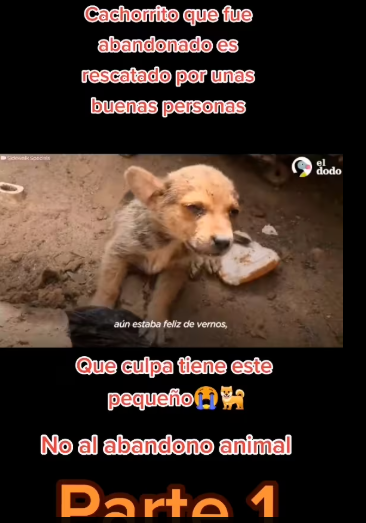 M2912040_Como pueden abandonar este pequeño. Porque hay personas sin corazón…_part2
