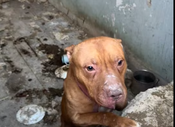 M2112017_@ivanbektorah_part2