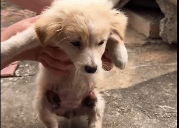 M0212007_On sidewalk next to my house, there is little dog whose hind le… (1)_part2