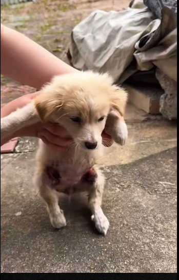 M0212007_On sidewalk next to my house, there is little dog whose hind le… (1)_part2