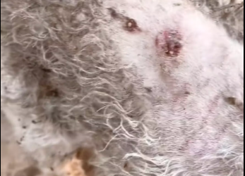 M2912041_Don cry,Everything will be OK#rescue #rescuestation #dog #dogsoftik…_part2