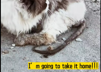 M2912042_What should do #rescue #winter #straycat #rescuecat #petrescue #pet…_part2