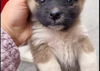 M2912043_puppy lost its puppy companion. #tiktok #usa #fyp #rescuedog #pu…_part2