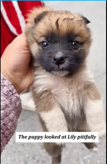 M2912043_puppy lost its puppy companion. #tiktok #usa #fyp #rescuedog #pu…_part2