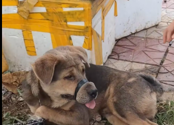 M2912044_poor dog was abandoned by his owner, one he loved most, a…_part2