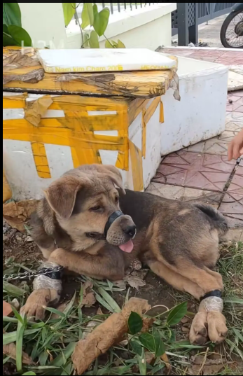 M2912044_poor dog was abandoned by his owner, one he loved most, a…_part2