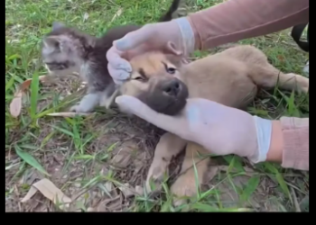 M2912045_Poor kittens rey to help puppy #animal #rescueanimal #cat #puppy #fyp_part2