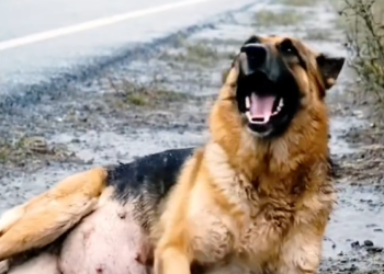 P30.12Kind Hearted Lady Rescues Poor Pregnant Mother Dog in Rain_part2