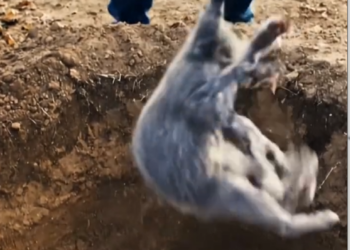 MAI 30 Brave Labrador Retriever Rescues Abused Kitten Thrown into Deep Pit – Man Helps Care for Kitten_part2