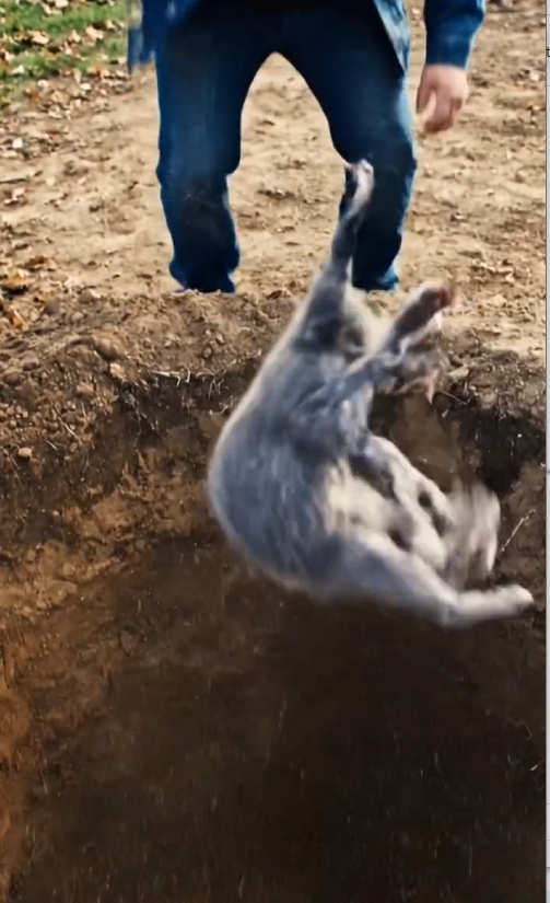 MAI 30 Brave Labrador Retriever Rescues Abused Kitten Thrown into Deep Pit – Man Helps Care for Kitten_part2