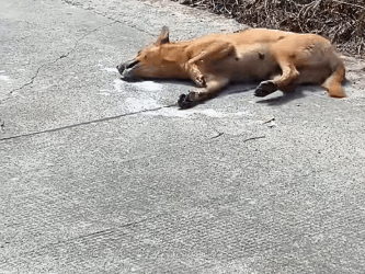 M0212008_#poordog #doglover #dog #dogsoftiktok (1)_part2