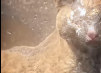 M2112018_Nyeinchan #fypppppppppppppp…_part2