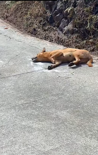 M0212008_#poordog #doglover #dog #dogsoftiktok (1)_part2