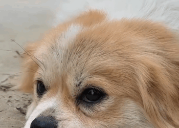 M0112004_While walking in park, saw dog lying still in one place, no…_part2