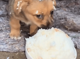 M0212010_Next #dog #suggestedforyou #follower Suvra Chakma Part 2