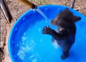 M0212011_bear lost its mother found man its life changed.#animals_part2