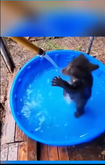 M0212011_bear lost its mother found man its life changed.#animals_part2