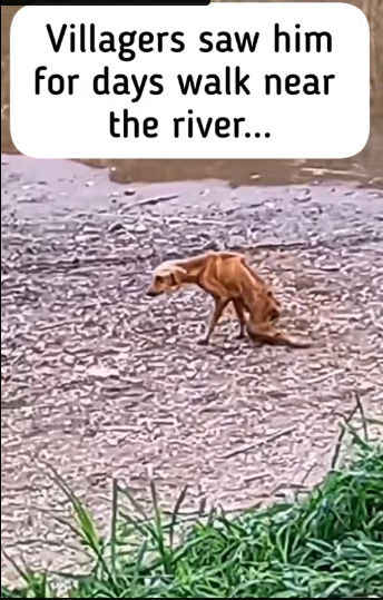 M0212012_end #wholesome #animals #animalrescue_part2