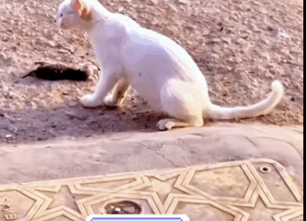 M0212013_Rescue kitten evil mother cat but why did mother do_part2