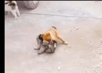 M0212014_#animals #animalworld #dogvideos #dog #foryoupage_part2