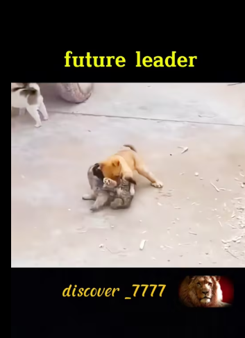 M0212014_#animals #animalworld #dogvideos #dog #foryoupage_part2