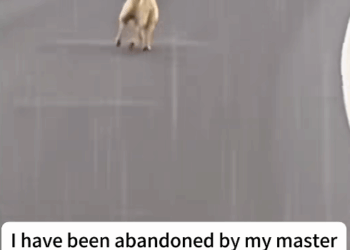 M0112001_Out there,many more dogs still need help just like one #dog #res…_part2