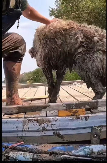 M0212017_(Part3) found dog stuck under huge log! #rescue #rescuedog #res…_part2