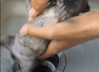 M0212018_#PuppyLove #babyanimal #babydog_part2