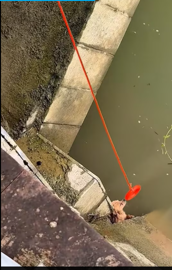 M0212019_#dog #dogsoftiktok #poordog #rescuedog_part2