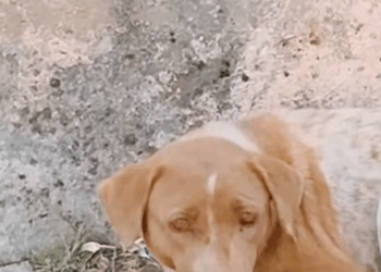 M0112005_Desperate mother begs to save her dying puppy. #rescue #animals #pupp…_part2