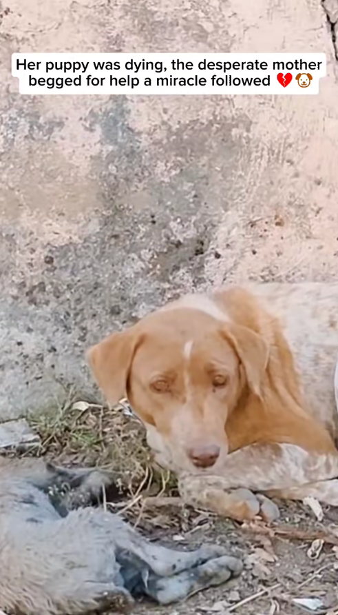 M0112005_Desperate mother begs to save her dying puppy. #rescue #animals #pupp…_part2