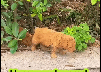 M0212022_Watch till end #rescue #rescuedog #rescuepuppy #puppy #dog #pup… (2)_part2