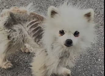 M0412001_stray dog came towards me.It is very thin.I decided to take it away…_part2