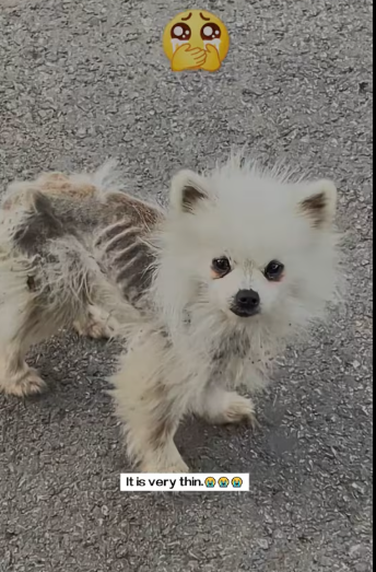 M0412001_stray dog came towards me.It is very thin.I decided to take it away…_part2