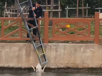 M0412002_saw stray dog fall into water, it was crying desperately_part2