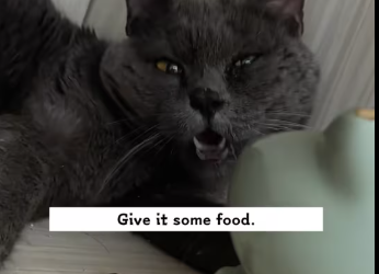 M0412003_found stray cat was injured.Decide to take it away,and then_part2