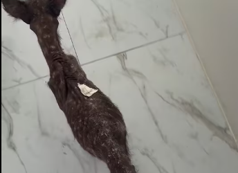 M0412004_very skinny stray dog showed up at my doorstep. It looked so pitifu…_part2