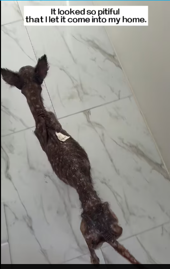 M0412004_very skinny stray dog showed up at my doorstep. It looked so pitifu…_part2