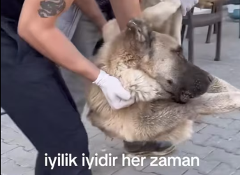 M0412005_#explore #discoverdream #dogsofttiktok #foryoupage #tiktokshop_part2