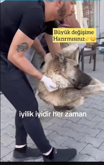 M0412005_#explore #discoverdream #dogsofttiktok #foryoupage #tiktokshop_part2